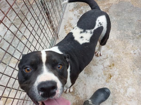 CHICCO, incrocio AMSTAFF, ottimo carattere Foto 6